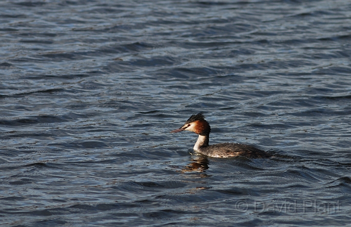 Great crested grebe - A.jpg - Great crested grebe - Nottinghamshire